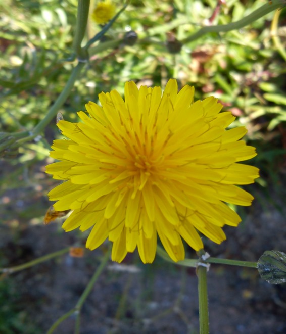 DIENTE DE LEÓN